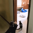 Brinquedo de Rato Saltitante para Gatos - Tora Design