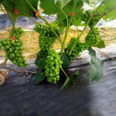 PlantFix® Ferramenta com Fita para Fixar Plantas - Tora Design